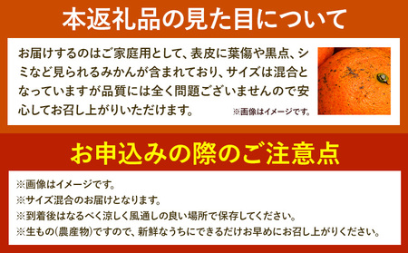 ＜2026年先行予約＞みかん ゆら早生みかん ご家庭用 5kg 