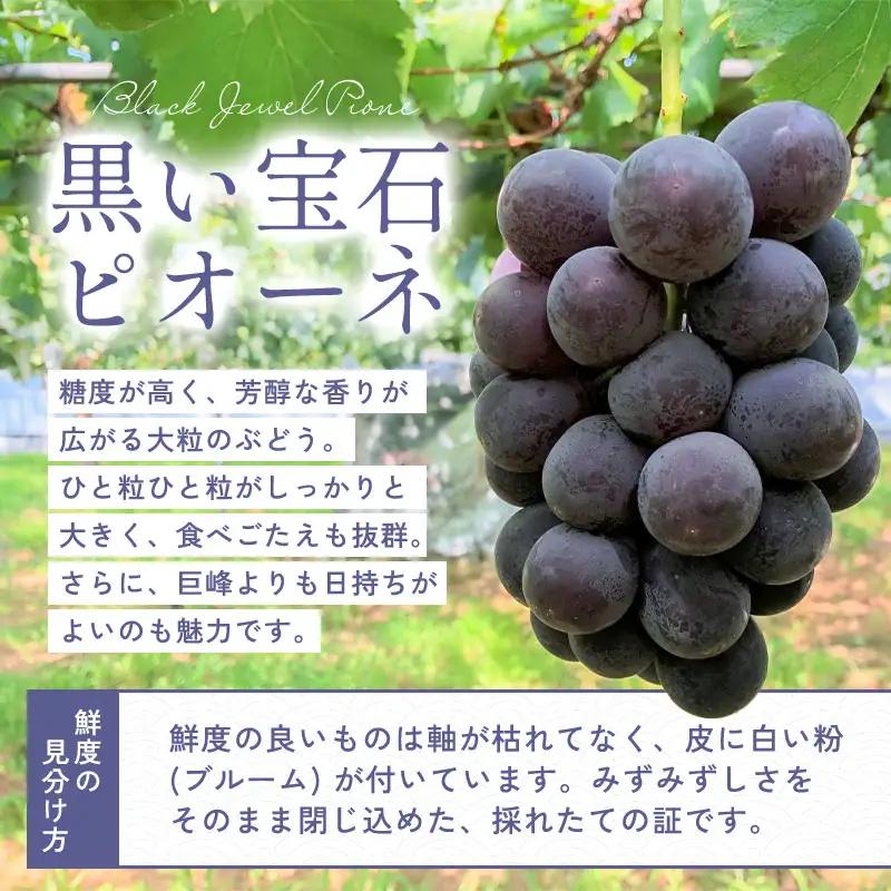 B-700 黒い宝石「種なしピオーネ」2kg