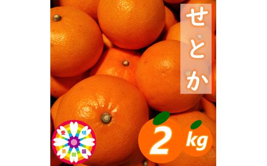 【先行受付】愛咲果樹園「せとか」約2kg＜C71-22＞【1598822】 YWTS018