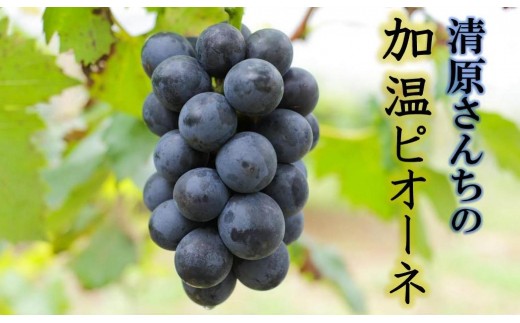 【先行予約】令和7年発送 / 清原さんちの加温ピオーネ2kg_1582R