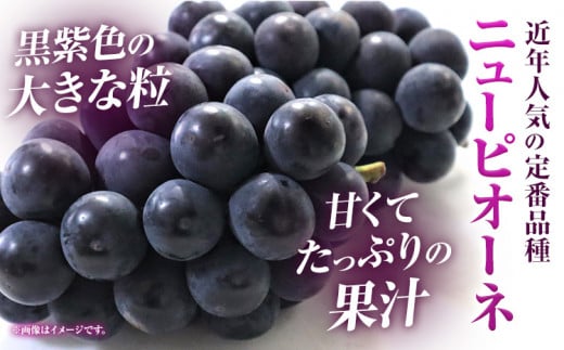 家庭用つる付きニューピオーネ 3房(1房530g以上)【配送不可地域あり】有限会社ホーティカルチャー神島 令和8年産先行受付《2026年9月中旬-10月下旬頃出荷》岡山県 笠岡市 送料無料 葡萄 フル