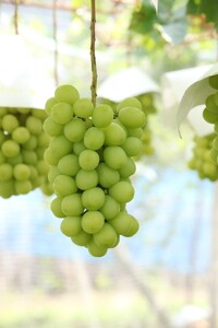 〈2025年度配送分〉甲府市産　シャインマスカット　約1.2kg（2～3房）