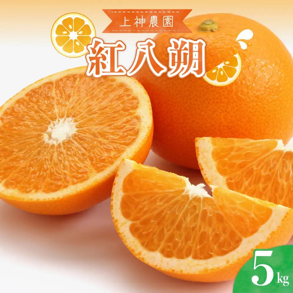 【先行受付】【2027年3月上旬～発送】上神農園の紅八朔 約5kg 柑橘 はっさく 産地直送