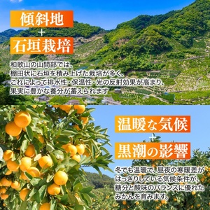  【和歌山県産】訳あり 温州みかん 1kg お試しに♪ (早生・中生・晩稲)【S～2Lサイズおまかせ】【2025年10月中旬～2026年1月中旬頃までに順次発送】＜味好農園＞/ 「おてんば娘」みかん 