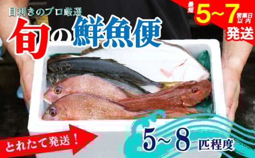 鮮魚 旬 獲れたて セット [5～8匹] 鮮魚便 海鮮 魚貝類 魚介類 鮮魚 旬 獲れたて セット 詰め合わせ さかな おさかな 魚 海の幸 福袋 FISH ごはん 夕飯 おかず 今が旬 刺身 刺し身 おつまみ 晩酌 米 丼 三陸産 岩手県 大船渡市