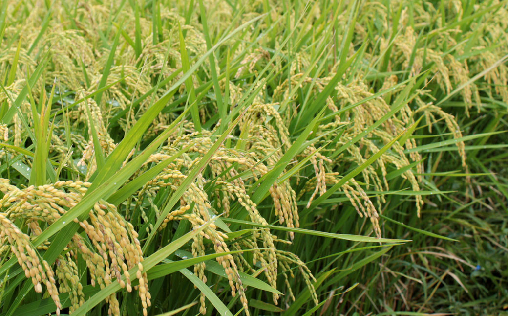 福岡県産元気つくし 無洗米 10kg お米 ご飯 米