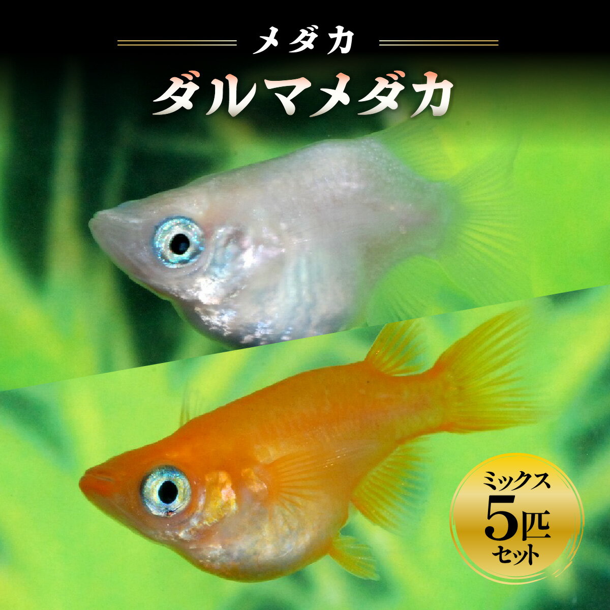 メダカ「ダルマメダカ」　ミックス5匹セット　【生き物生き物】　お届け：発注後、1か月程度で発送予定