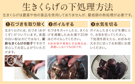 生きくらげ 1.5kg 鷹乃産業有限会社 《30日以内に出荷予定(土日祝除く)》熊本県 球磨郡 山江村 きくらげ きのこ 野菜