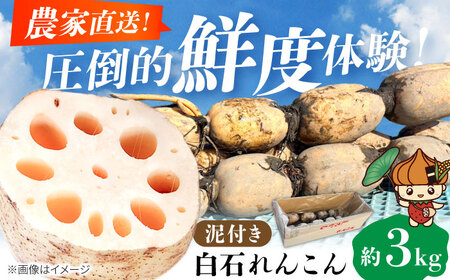 泥付きれんこん 約3kg 【勝農園】[IDK002]