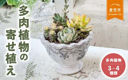 多肉植物の寄せ植え M 観葉植物　寄せ植え 花苗 観葉植物 多肉植物 寄せ植え 花苗 観葉植物 多肉植物 寄せ植え 花苗 観葉植物 多肉植物 寄せ植え 花苗 観葉植物 多肉植物