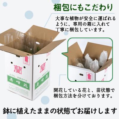 ふるさと納税 いちき串木野市 【個数限定】寿峰苑特選えびね蘭　店主おすすめBコース |  | 01