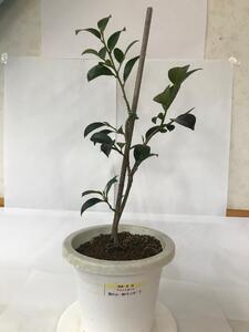 福の山・榊（サカキ):苗木(1ポット)：50cm