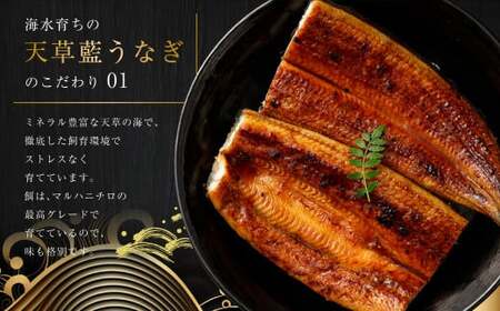 【令和8年度熊本地震復興支援】【ミシュラン星付きのプロが愛用】1日10セット限定！海水育ちの天草藍うなぎ 紅白3～4尾セット【合計約600g】数量限定!! 鰻 ウナギ うなぎ うなぎ蒲焼 鰻の蒲焼 う