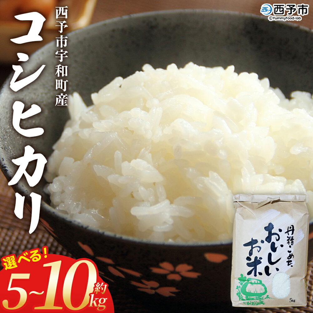 【ふるさと納税】新米＜令和7年産 コシヒカリ 約5kg/10kg＞ 選べる 5キロ 10キロ こしひかり 米 お米 コメ こめ 白米 精米 ご飯 ライス もっちり 穀物 お弁当 おにぎり 特産品 宇和町産 ファームNINOMIYA 愛媛県 西予市【常温】『2025年9月中旬から順次出荷予定』