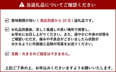 【先行受付】訳あり 不知火 でこ姫 約5kg（約18～25玉）【吉田レモニー】【2025年4月上旬～2025年5月下旬発送】しらぬい 柑橘 フルーツ 果物