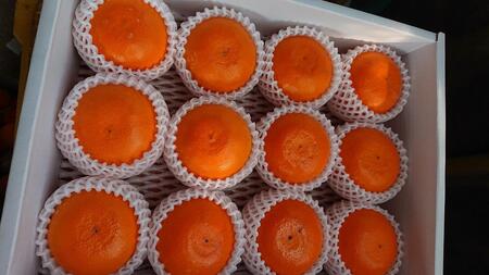 濃厚・ジューシー！ハウス栽培せとか　約3ｋｇ　化粧箱入り　＜本年は生産量激減の為数量限定＞【瀬戸内産せとか せとか 柑橘 みかん ハウスせとか せとかせとか】