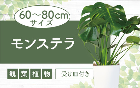 【観葉植物】モンステラ60cm～80cm(緑の中道/014-1485) 観葉植物 植物 鉢付 インテリア 室内 オフィス おしゃれ プレゼント ギフト 開店祝い 移転祝い マイナスイオン 鹿児島 いぶすき 指宿