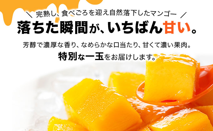 【2027年6月下旬より順次発送】★訳あり★沖縄県豊見城市産アップルマンゴー 約2kg｜マンゴー アップルマンゴー 訳あり わけあり フルーツ くだもの 果物 先行予約 数量限定 おきなわ 沖縄 沖縄フルーツ 豊見城市(DJ002)