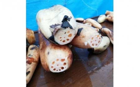 門真れんこん『れんちゃん』2.0kg【 れんこん 大阪府 門真市 】