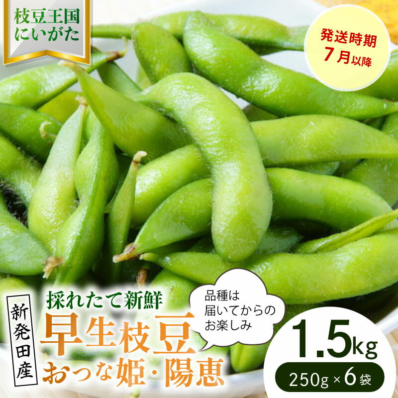 【ふるさと納税】 早生枝豆 1.5kg【 数量限定 早生 枝豆 おつな姫 陽惠 新潟県 先行予約 1.5kg seida019 】