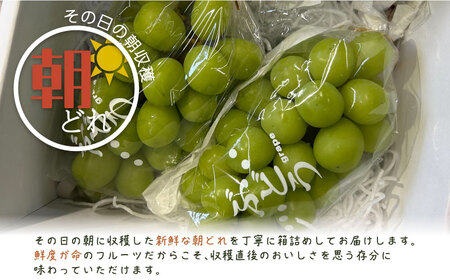 【2026年先行予約】シャインマスカット 2房　（約1.0kg）