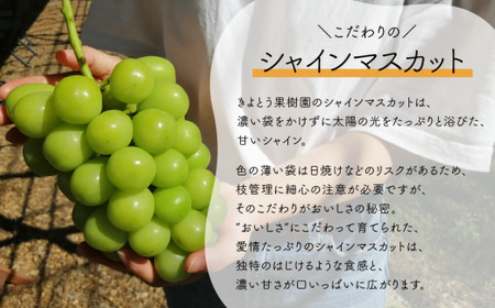 【きよとうファーム】ぶどう３品種詰め合わせ（シャインマスカット入り）3-5房入/計2.4kg~ (岡山県産)【KF-B032-01】
