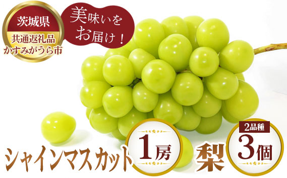 
            No.603 【先行予約】シャインマスカット1房と梨2品種×3個【茨城県共通返礼品 かすみがうら市】 ／ 旬 新鮮 葡萄 ブドウ なし ナシ 果物 フルーツ 茨城県 特産品
          