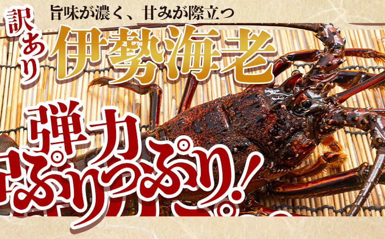 伊勢海老 計500g(1～2匹) 冷凍 - 訳あり 国産 エビ えび 海鮮 魚介 産地直送 プリプリ 味噌汁 刺身 焼き物 汁物 えび蔵 高知県 香南市 冷凍 10000円以上 1万円以上 eb-00
