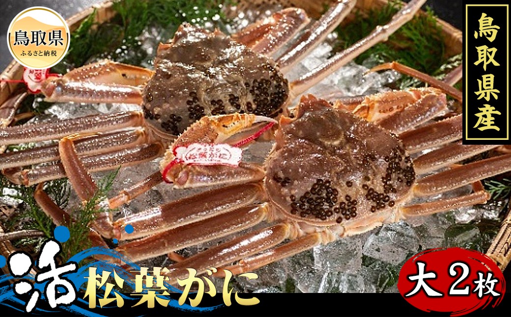 
F24-064 鳥取県産　活松葉がに（タグ付き）大2枚【期間限定】
