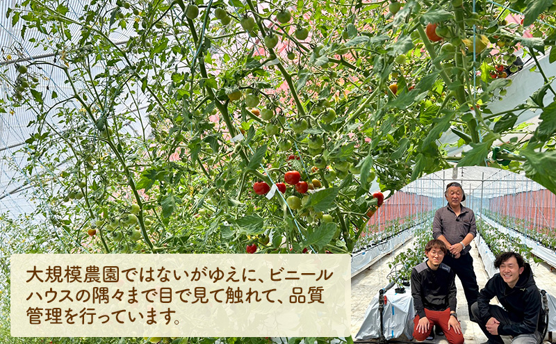 ミニトマト 約2kg 注文時の食べごろ品種詰め合わせ アイビーファーム 長野 信州 小諸 産地直送