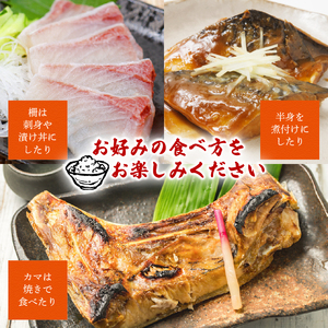 毎月定期便 訳あり 海鮮 ボックス 1.2kg セット 毎月 全2回 冷凍 真空パック おまかせ マグロ まぐろ 鮪 生まぐろ 鯛 たい かんぱち 勘八 シマアジ ヒラマサ 平昌 新鮮 魚 魚介 海鮮