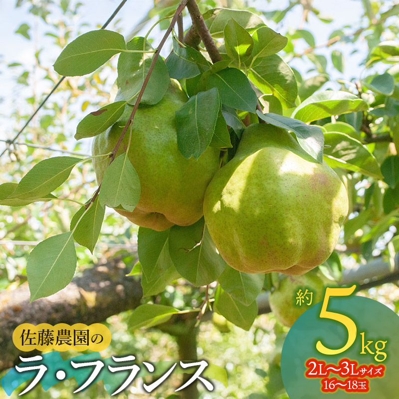 【令和8年産先行予約】 ラ・フランス 2L～3Lサイズ 約5kg(16～18玉) 山形県鶴岡市産　佐藤農園
