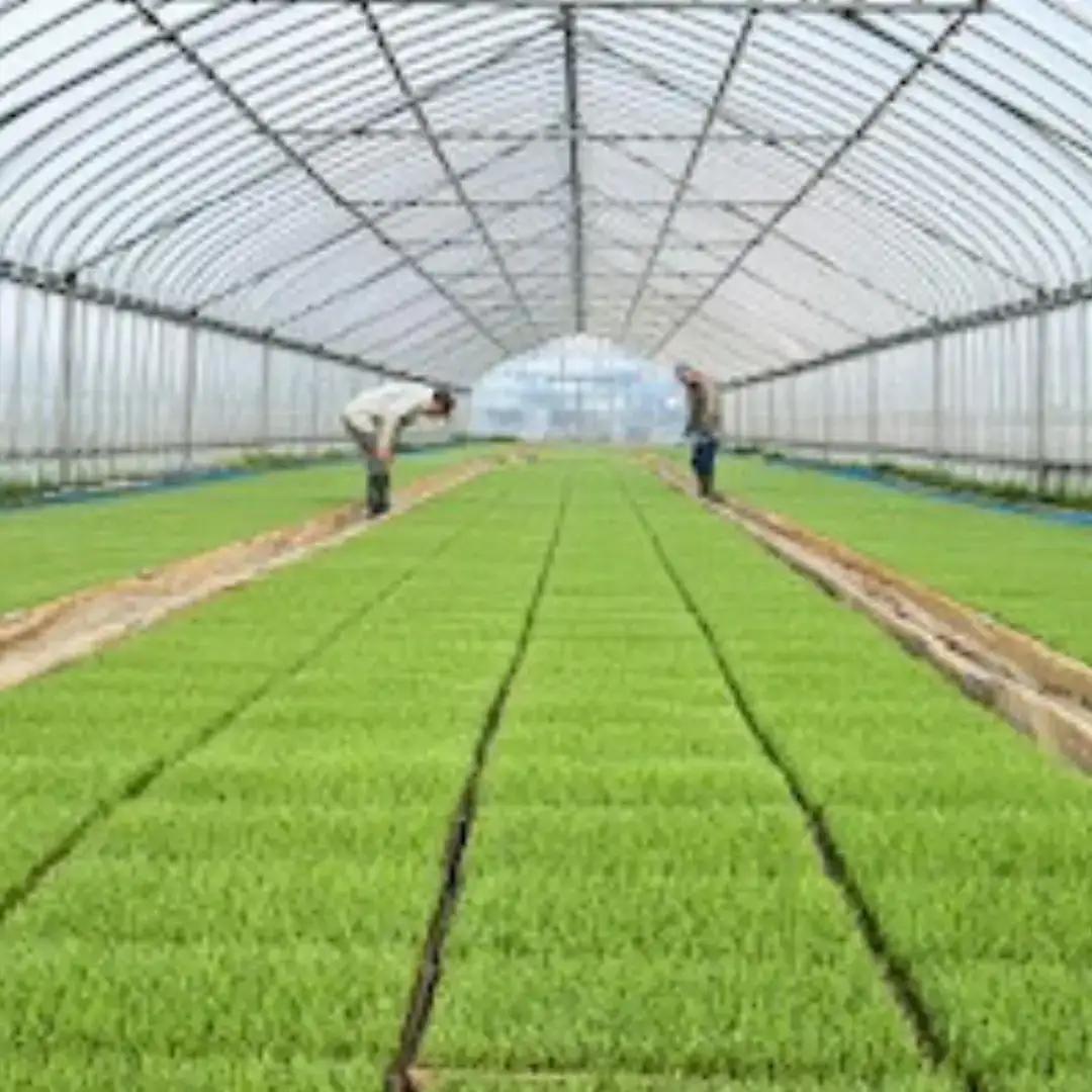 先行予約 新之助 無洗米 5kg 新潟県 三条市 新之助 令和8年 2026年