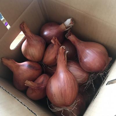 ふるさと納税 富良野市 ベルギーエシャロット　2kg未満×1箱　北海道富良野産 |  | 01