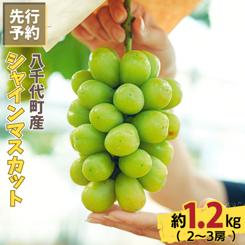 八千代町産 シャインマスカット 約1.2kg ( 2～3房 ) 【 2026年8月下旬以降発送】 産地直送 フルーツ ぶどう 果物 ブドウ 葡萄 マスカット 先行予約 数量限定 ふるさと納税 [CU001ya]
