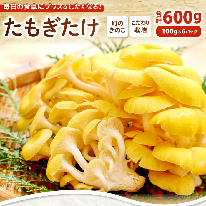 【ふるさと納税】オーガニック菌床たもぎたけ6パック　HO09