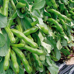 【先行予約】【4月下旬から発送】 ＜松山ブランド＞松山一寸そらまめ 1.5kg【FA099】