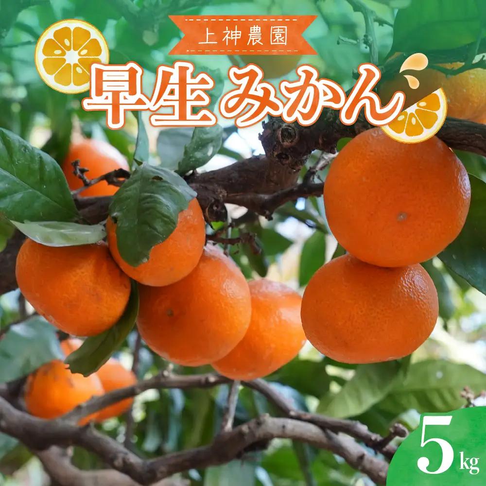 先行受付 2026年11月中旬～発送 早生みかん 約5kg 柑橘