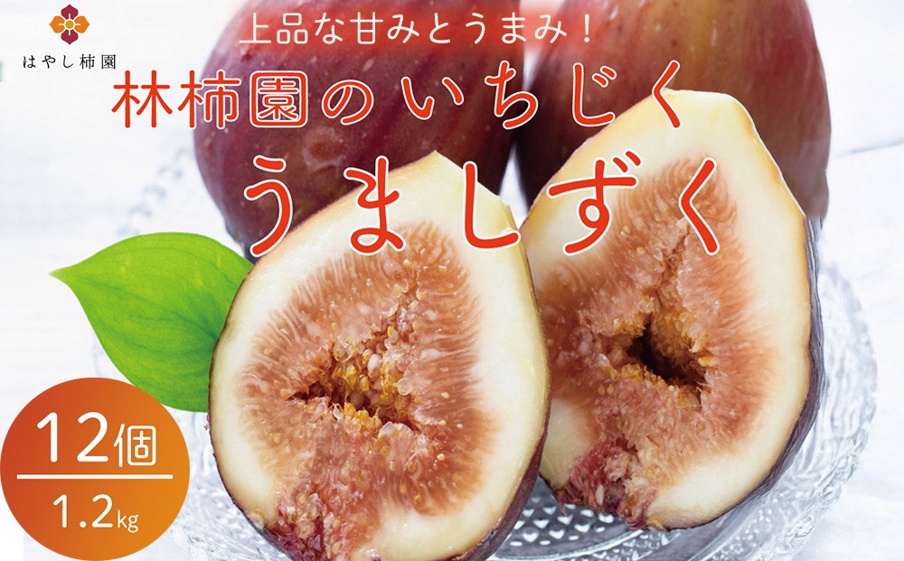 
                  【先行予約】上品な甘みとうまみ！林柿園のいちじく うましずく12個 1.2kg | 無花果 イチジク 果物 くだもの フルーツ 生 甘い 朝ごはん 朝食 デザート お取り寄せ  国産  産直 岐阜県 瑞穂市 ※2026年8月～発送
                