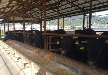 AC146.博多和牛切り落とし500g【博多和牛】