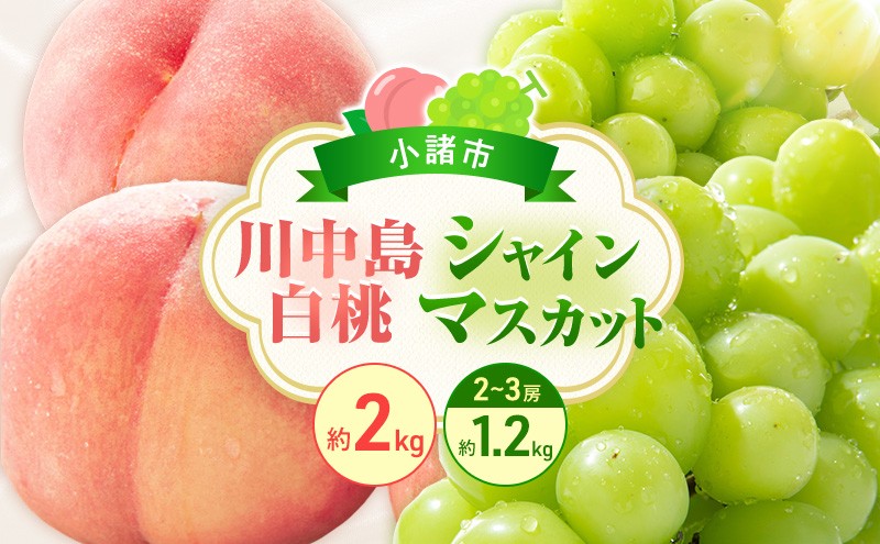 
                  フルーツ定期便　浅間水蜜桃プレミアム もも 川中島白桃 秀品 約2kg 5～9玉とシャインマスカット２～３房1.2kg[№5915-1874]
                