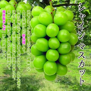《2026年発送》特秀品シャインマスカット1kgの詰め合わせ【数量限定】