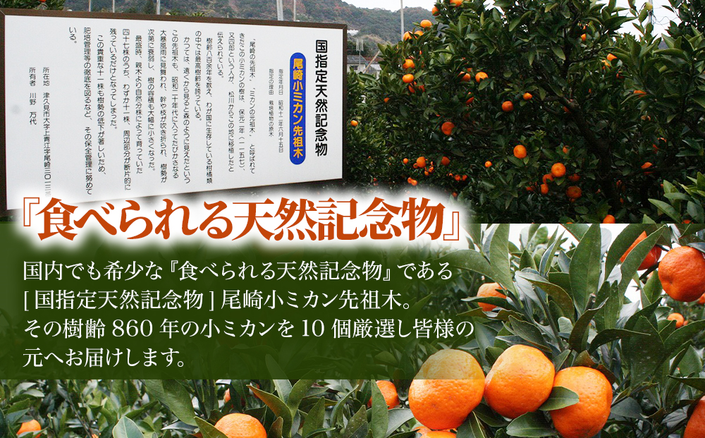 国指定天然記念物 尾崎小ミカン先祖木の小ミカン10個 みかん オレンジ 蜜柑 大分県産 九州産 津久見市 国産