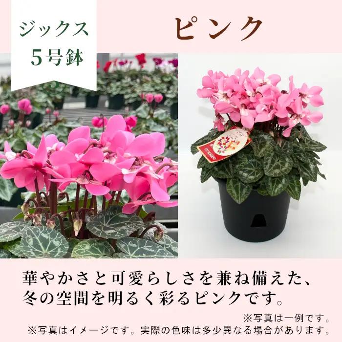 〈予約品〉【シクラメン：ジックス 】農林水産大臣賞受賞  愛知県産 ５号鉢  花 ピンク プレゼント 贈り物 鉢花 鉢 ガーデン ガーデニング 高品質 クリスマス -281