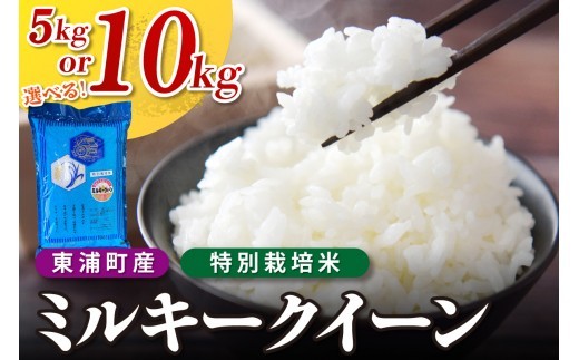 
                  【選べる容量】東浦町産　ミルキークイーン 5kg（5kg×1袋） / 10kg（5kg×2袋）｜米  新米 おこめ コメ 精米 ミルキークイーン ミルキークィーン 令和7年度 直送 鈴木農産 愛知県 東浦町
                