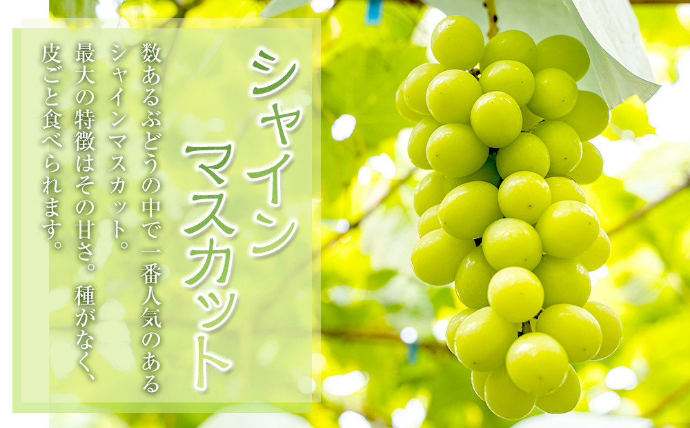 538.【先行予約】新甘泉2玉とシャインマスカット1房｜梨 なし 新甘泉 しんかんせん 産地直送 ぶどう シャインマスカット セット 鳥取県　※8月下旬～9月中旬頃に順次発送予定