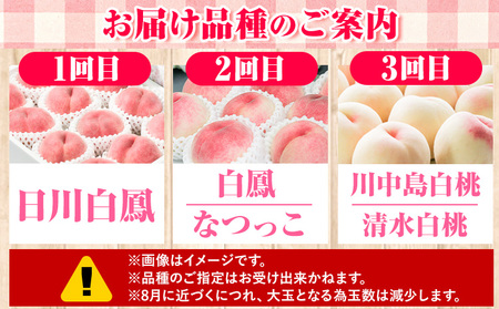 桃 モモ【 3回 定期便 】あら川の桃 約1.8kg~約2kg 旬の品種3回お届け 3回お届け 橋村農園 《2025年6月下旬-8月中旬頃出荷》 和歌山県 紀の川市