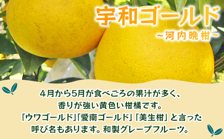 ＜宇和ゴールド 約7.5kg＞ 果物 フルーツ みかん ミカン 蜜柑 オレンジ 柑橘 河内晩柑 かわちばんかん うわごーるど ウワゴールド 愛南ゴールド 美生柑 食べて応援 特産品 JA えひめ南農業