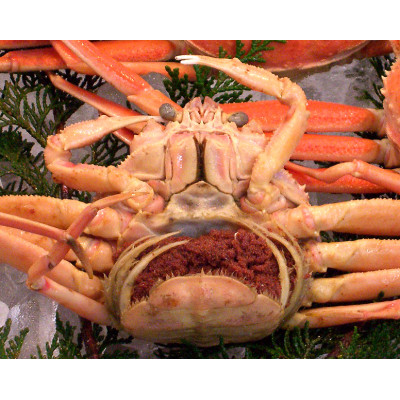 浜坂産松葉蟹夫婦セット(松葉かに・セコかに)【配送不可地域:離島】