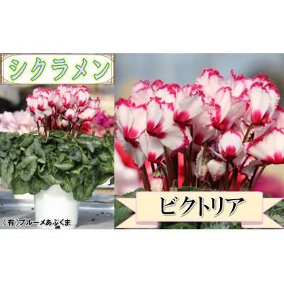 ふるさと納税 中島村 【先行予約】シクラメン6号鉢(ビクトリア)　ブルーメあぶくま